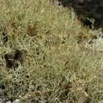 Cladonia amaurocraea