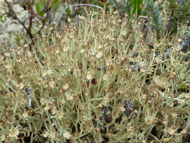 Cladonia amaurocraea