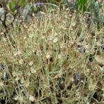 Cladonia amaurocraea