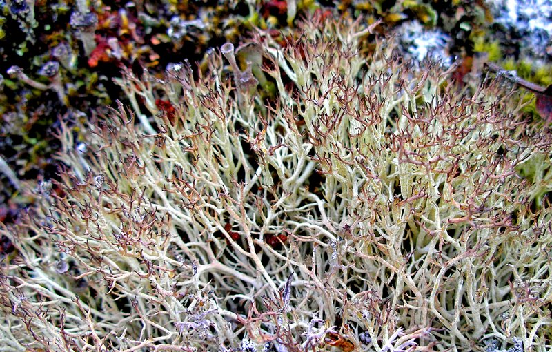Cladonia amaurocraea