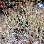 Cladonia amaurocraea