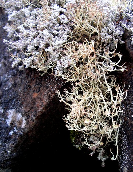 Cladonia amaurocraea