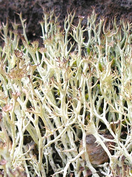 Cladonia amaurocraea