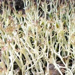 Cladonia amaurocraea