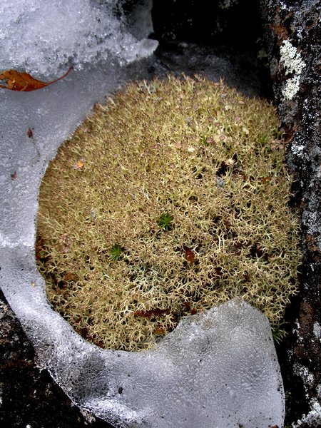 Cladonia amaurocraea