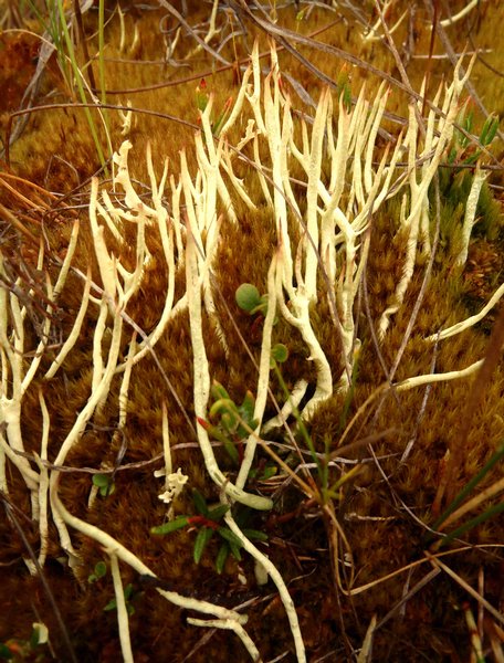 Cladonia amaurocraea