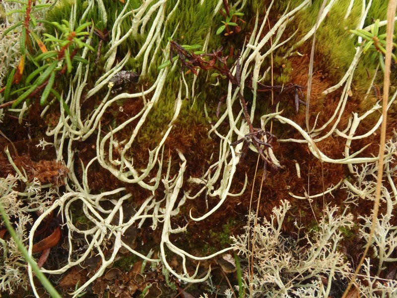Cladonia amaurocraea