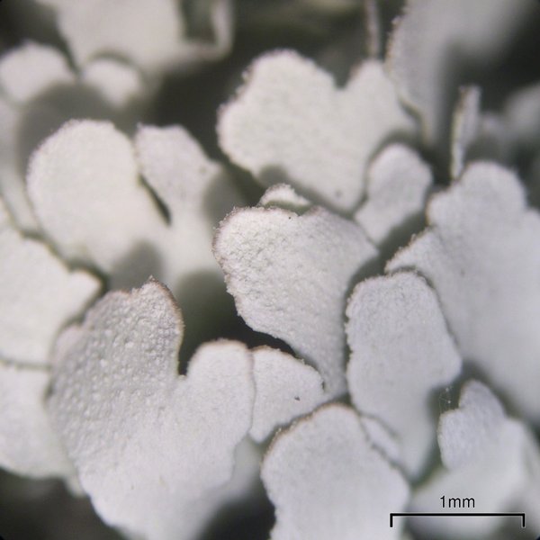 Cladonia apodocarpa