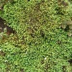 Cladonia apodocarpa