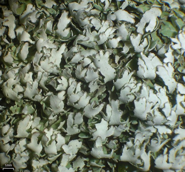 Cladonia apodocarpa