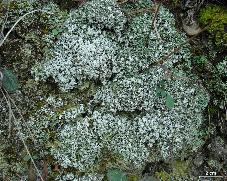 Cladonia apodocarpa
