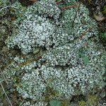 Cladonia apodocarpa