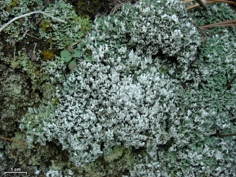 Cladonia apodocarpa