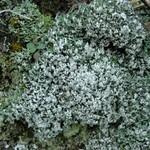 Cladonia apodocarpa