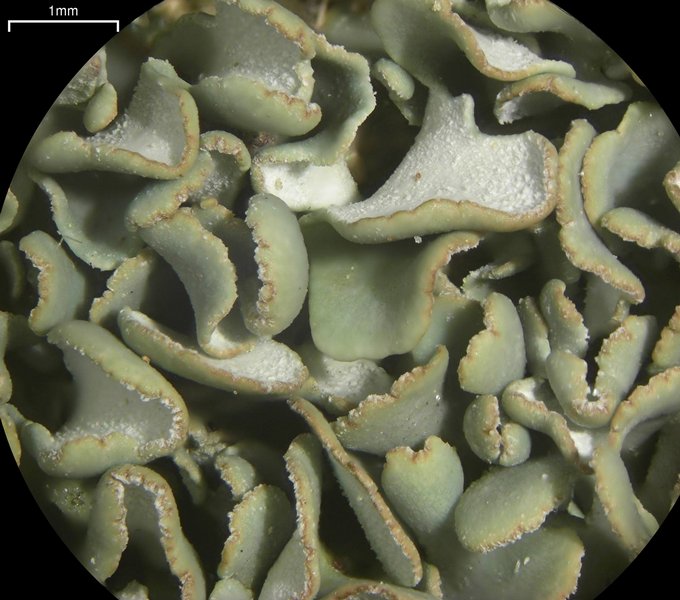 Cladonia apodocarpa