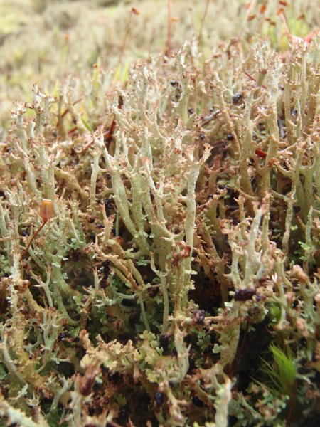 Cladonia artuata