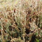 Cladonia artuata