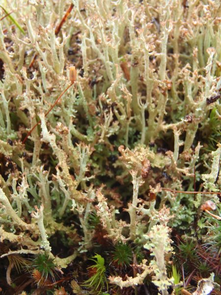 Cladonia artuata