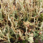 Cladonia artuata