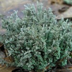 Cladonia atlantica