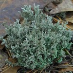 Cladonia atlantica