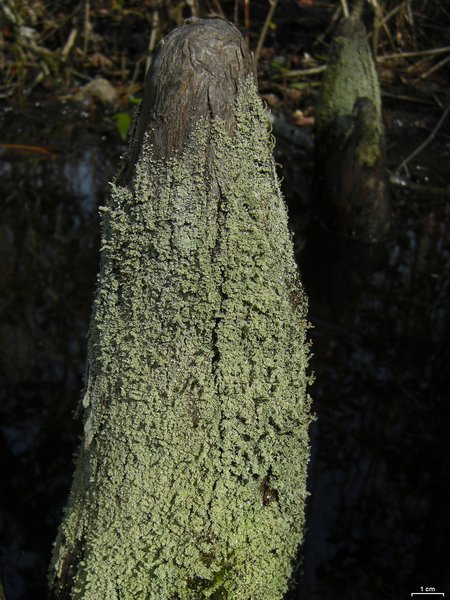 Cladonia beaumontii