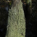 Cladonia beaumontii