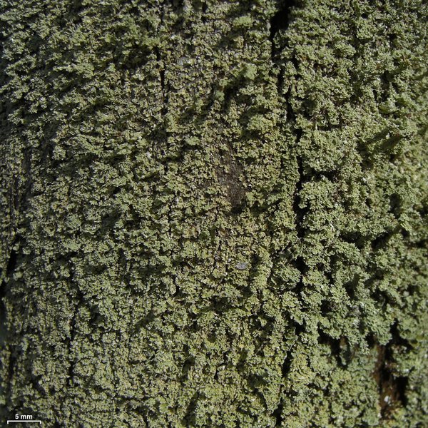 Cladonia beaumontii
