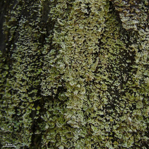 Cladonia beaumontii