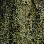 Cladonia beaumontii