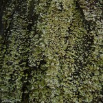 Cladonia beaumontii