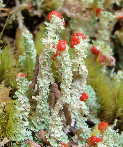 Cladonia bellidiflora