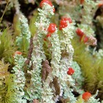 Cladonia bellidiflora