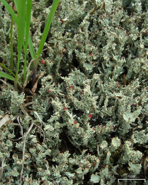 Cladonia bellidiflora