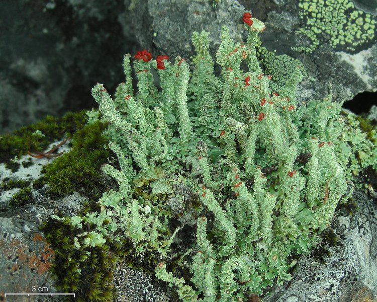 Cladonia bellidiflora