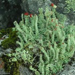 Cladonia bellidiflora