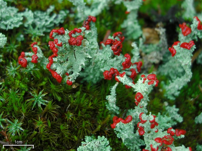 Cladonia bellidiflora