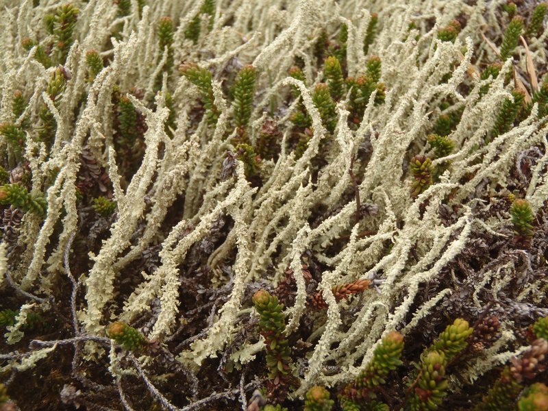 Cladonia bellidiflora