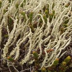 Cladonia bellidiflora