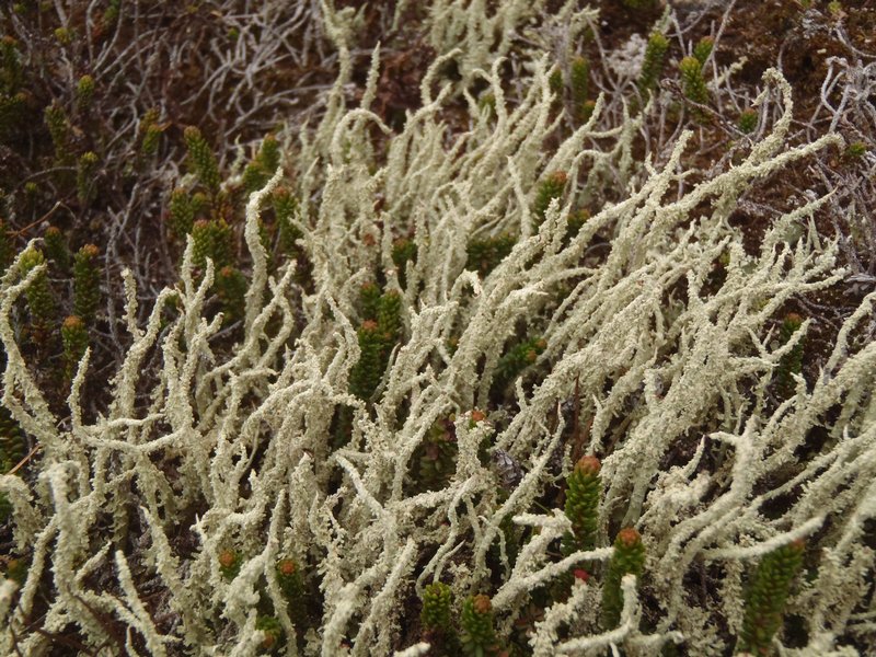 Cladonia bellidiflora