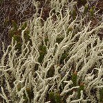 Cladonia bellidiflora