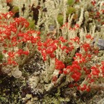 Cladonia bellidiflora