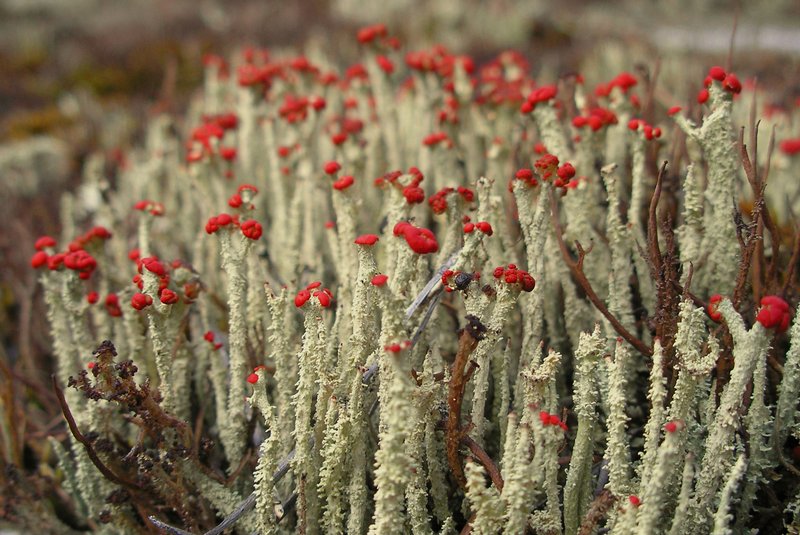 Cladonia bellidiflora