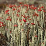 Cladonia bellidiflora