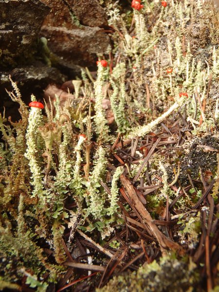 Cladonia bellidiflora