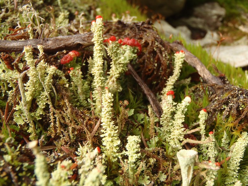 Cladonia bellidiflora