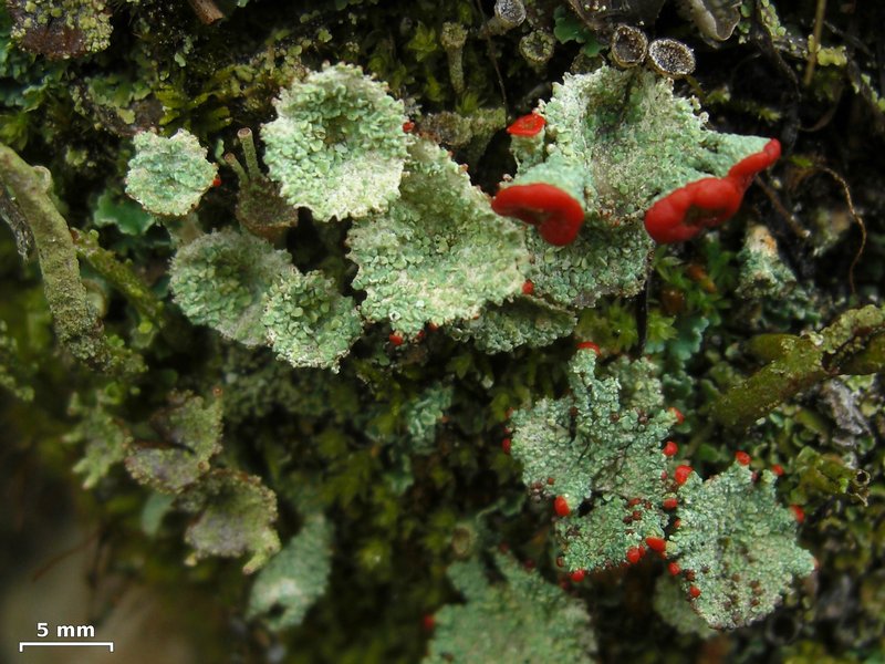 Cladonia borealis
