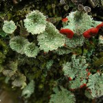 Cladonia borealis