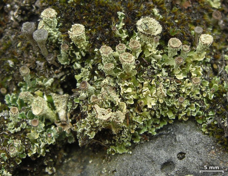 Cladonia borealis