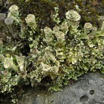 Cladonia borealis